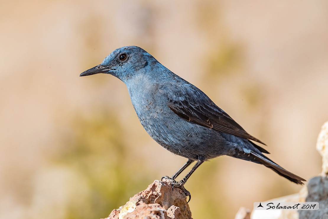 Monticola solitarius: Passero solitario (maschio) ; Blue rock thrush (male)