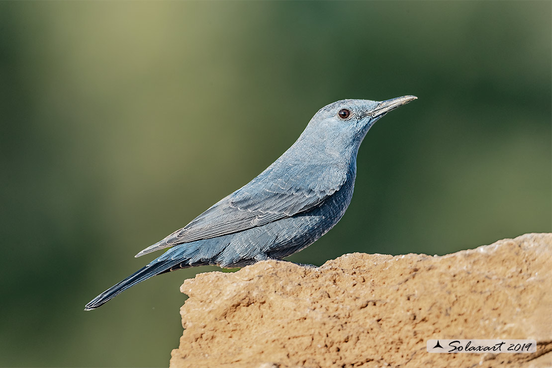Monticola solitarius: Passero solitario (maschio) ; Blue rock thrush (male)