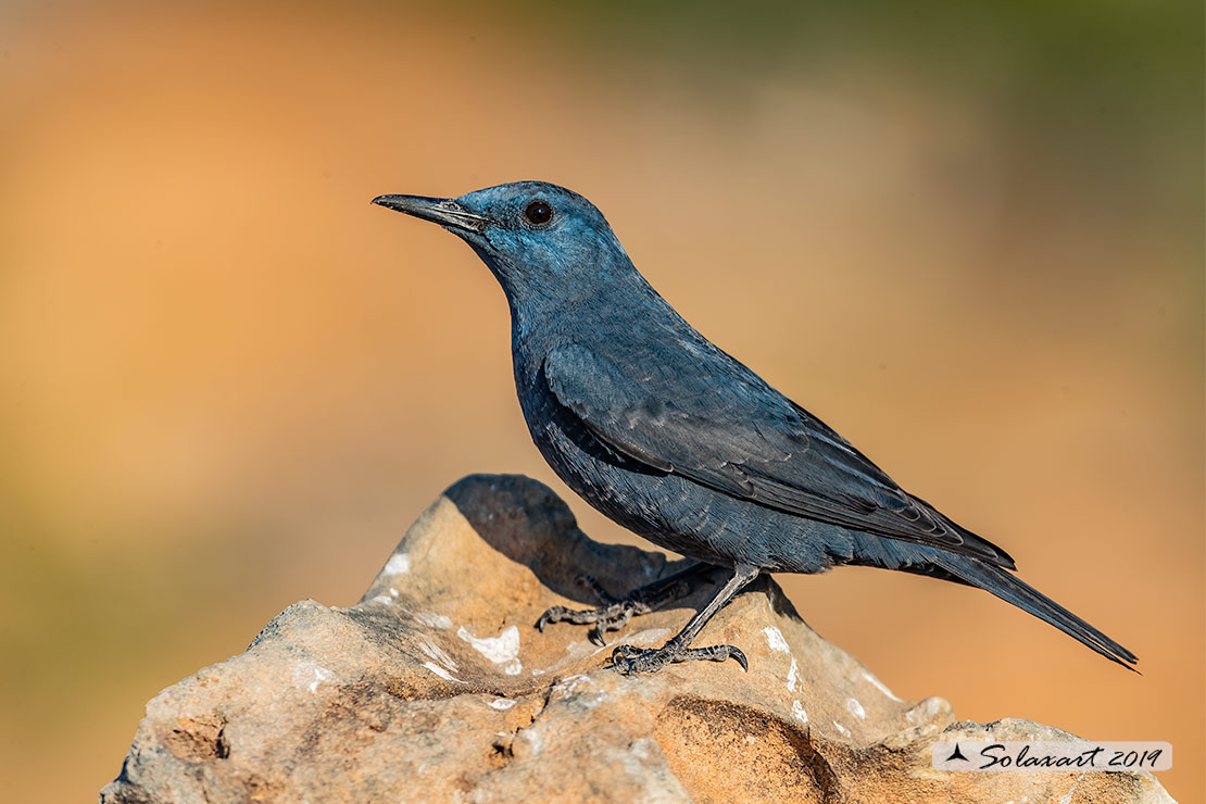 Monticola solitarius: Passero solitario (maschio) ; Blue rock thrush (male)