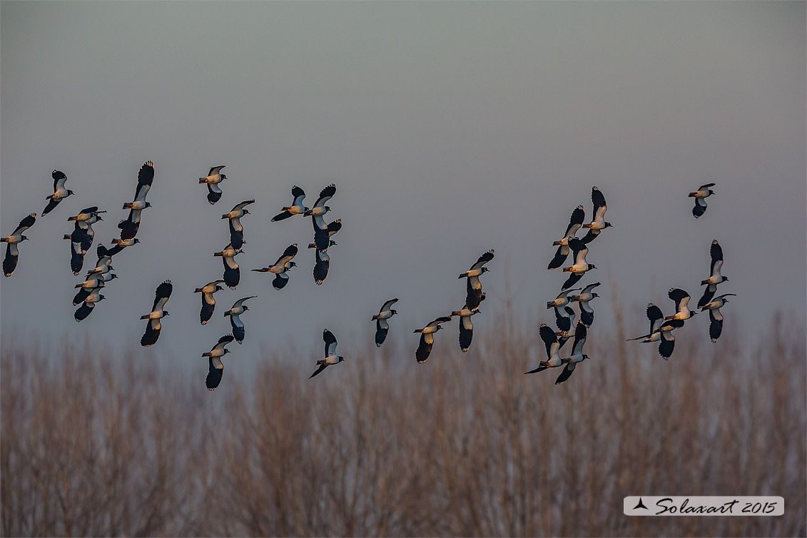 Vanellus vanellus: Pavoncella (maschio); Northern Lapwing (male)