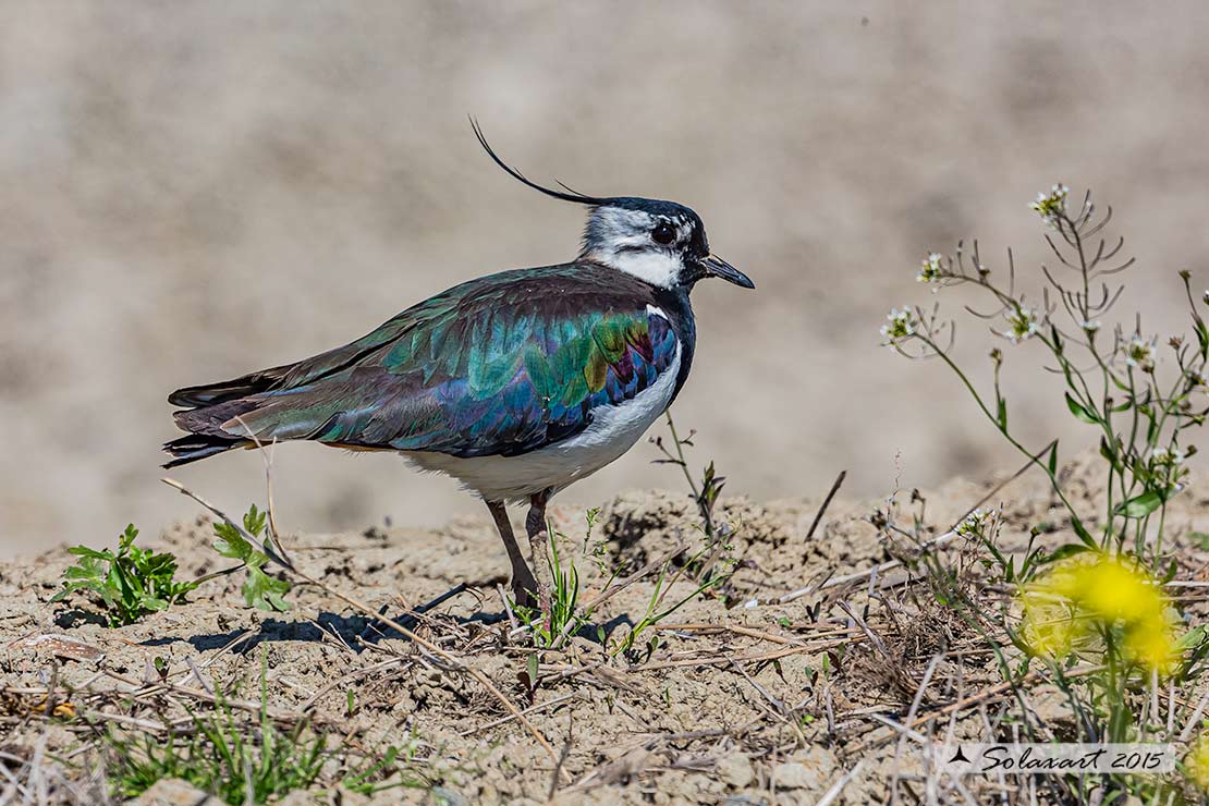 Vanellus vanellus: Pavoncella (maschio); Northern Lapwing (male)