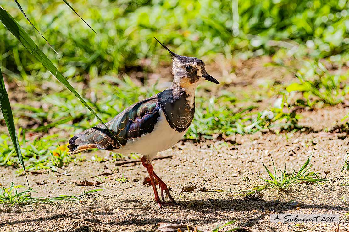 Vanellus vanellus: Pavoncella (maschio); Northern Lapwing (male)