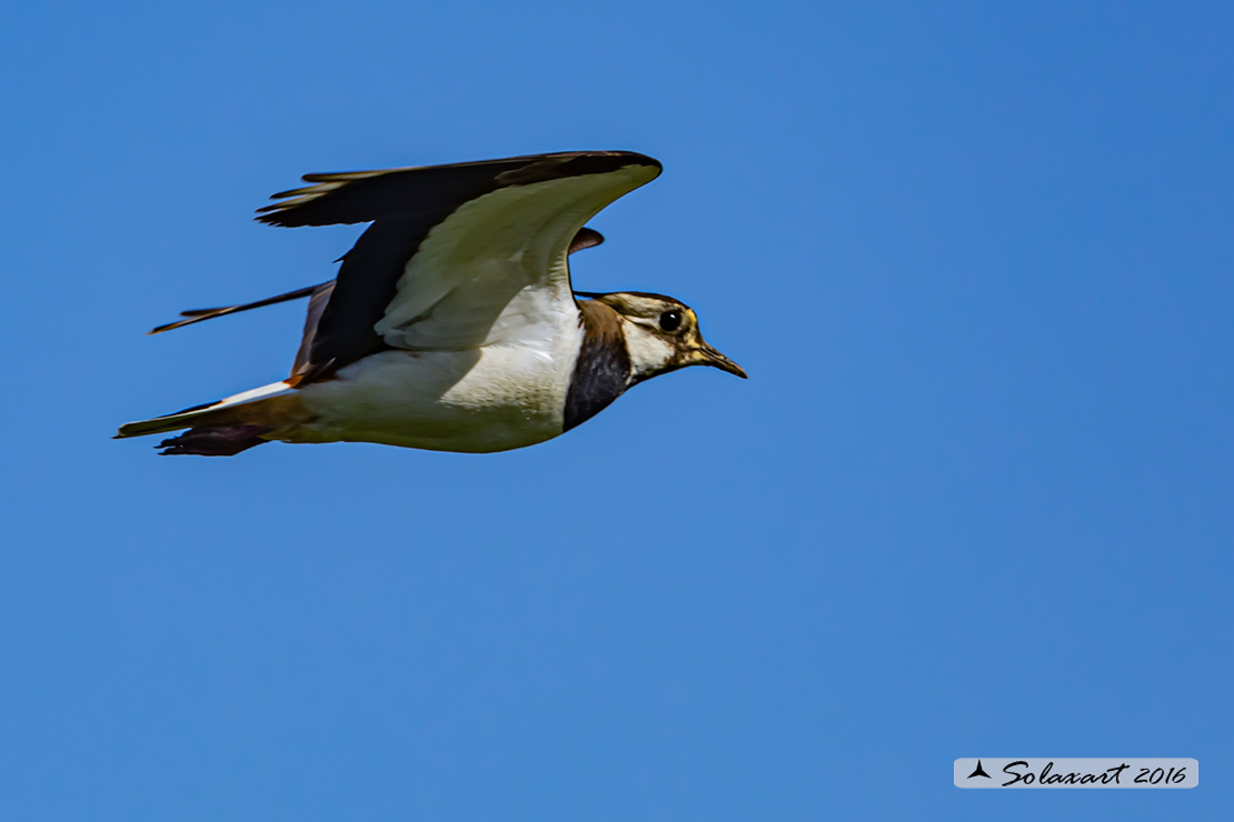 Vanellus vanellus: Pavoncella (maschio); Northern Lapwing (male)