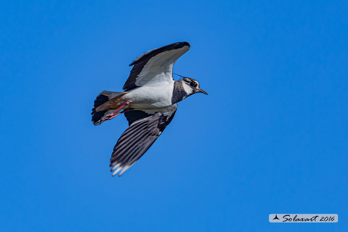 Vanellus vanellus: Pavoncella (maschio); Northern Lapwing (male)