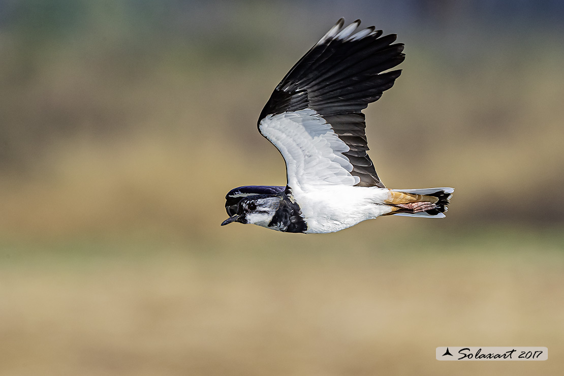 Vanellus vanellus: Pavoncella (maschio); Northern Lapwing (male)