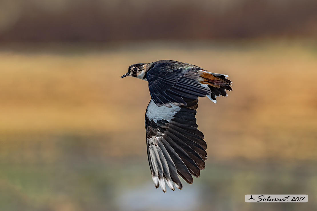 Vanellus vanellus: Pavoncella (maschio); Northern Lapwing (male)