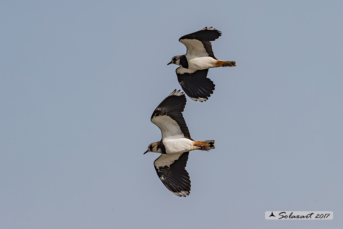 Vanellus vanellus: Pavoncella (maschio); Northern Lapwing (male)