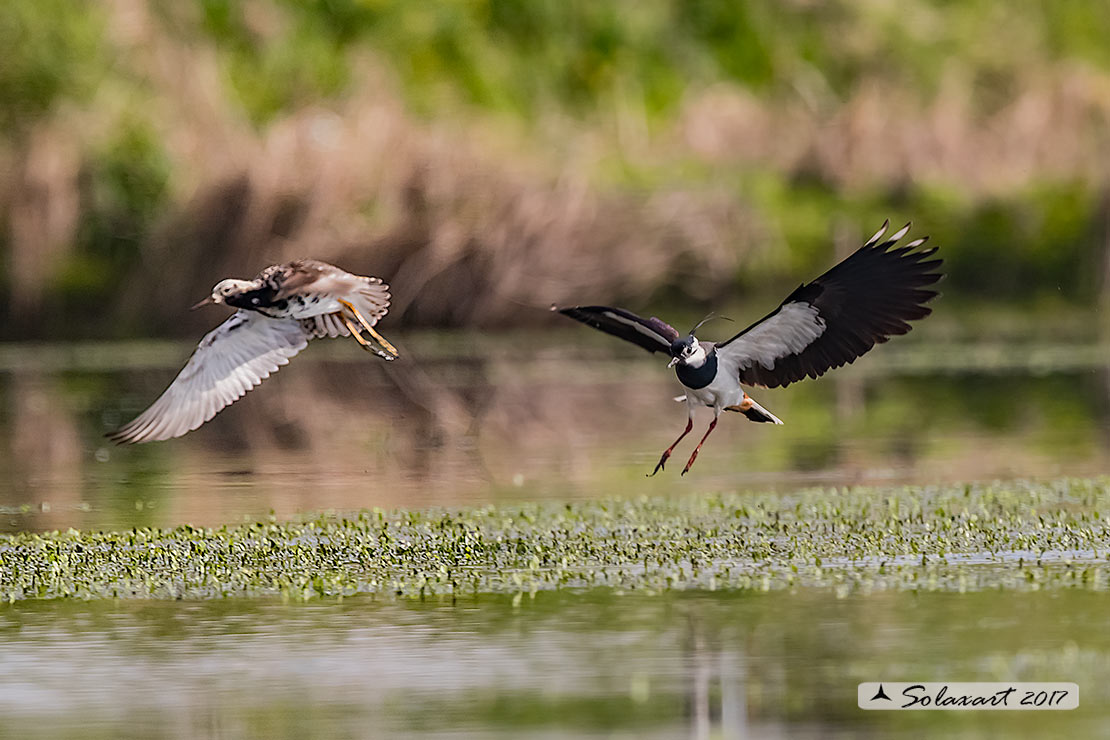 Vanellus vanellus: Pavoncella (maschio); Northern Lapwing (male)