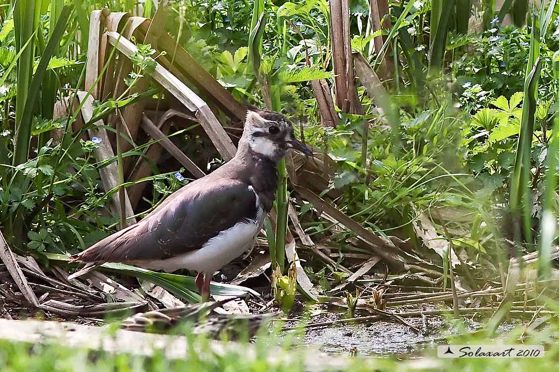 Vanellus vanellus: Pavoncella (maschio); Northern Lapwing (male)