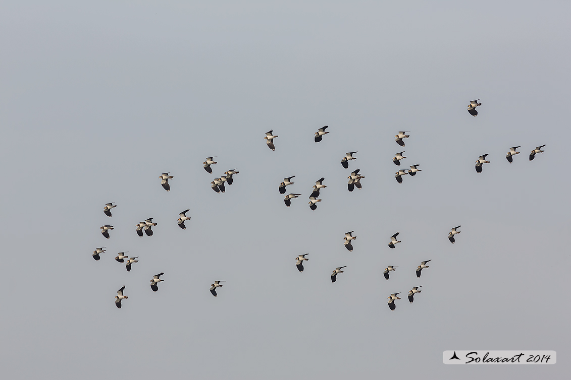 Vanellus vanellus: Pavoncella (maschio); Northern Lapwing (male)