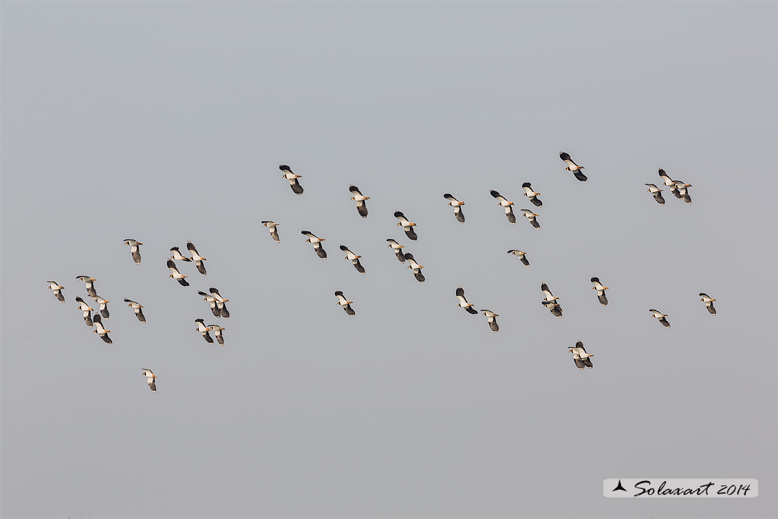 Vanellus vanellus: Pavoncella (maschio); Northern Lapwing (male)