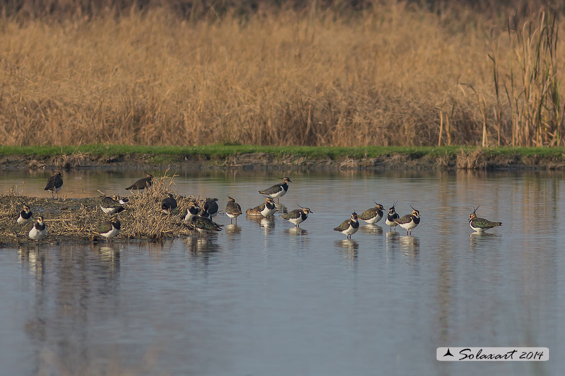 Vanellus vanellus: Pavoncella (maschio); Northern Lapwing (male)