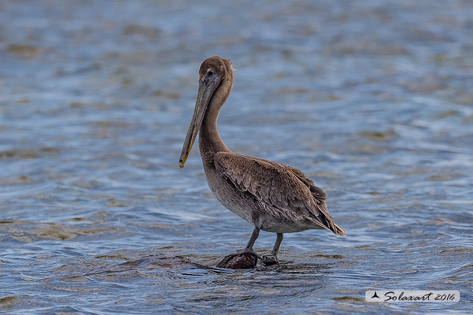 Pelecanus occidentalis :   Pellicano bruno ;   Brown pelican 