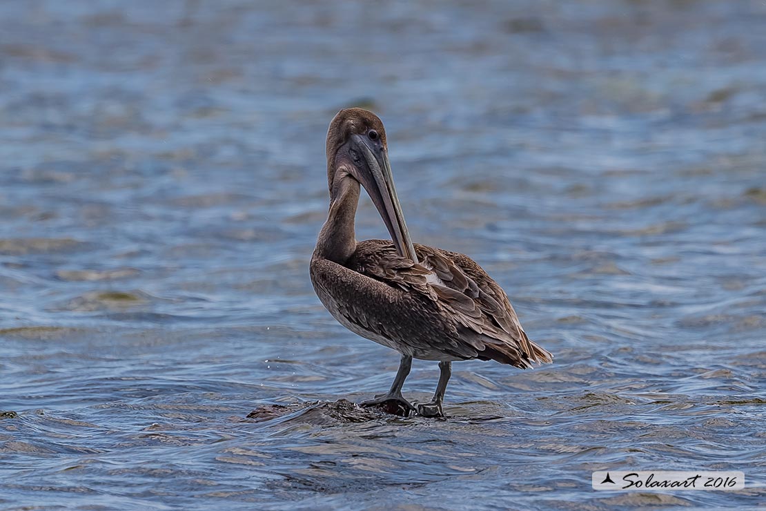 Pelecanus occidentalis :   Pellicano bruno ;   Brown pelican 
