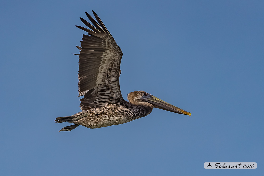 Pelecanus occidentalis :   Pellicano bruno ;   Brown pelican 