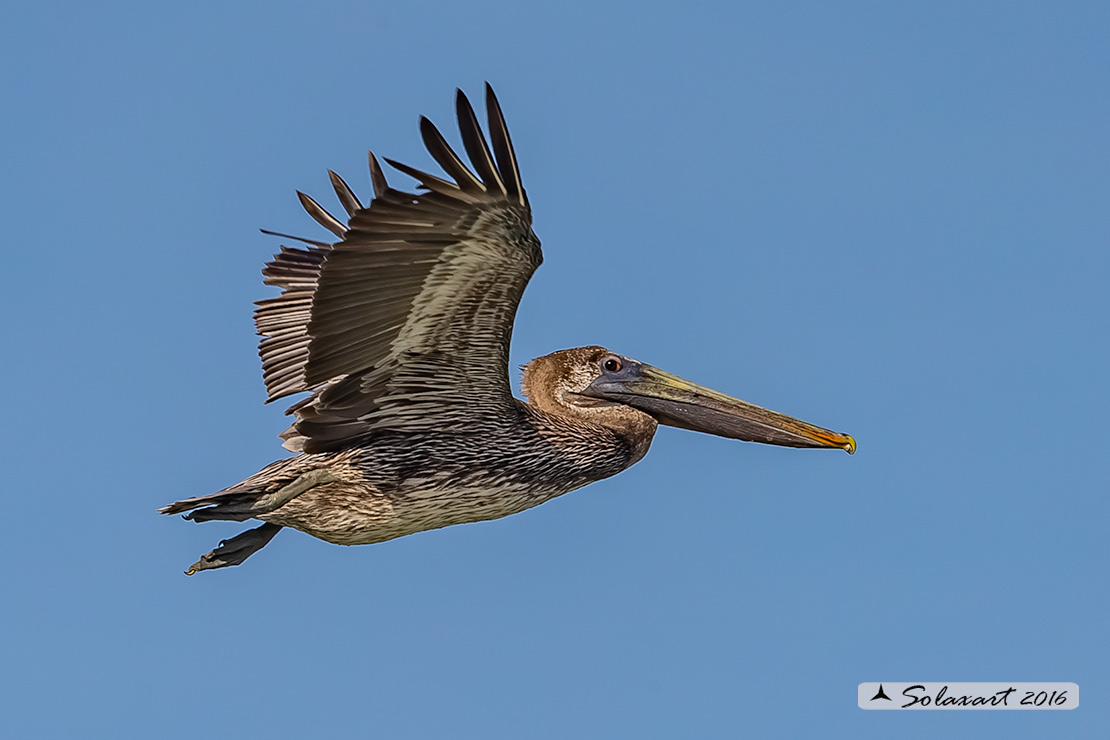 Pelecanus occidentalis :   Pellicano bruno ;   Brown pelican 
