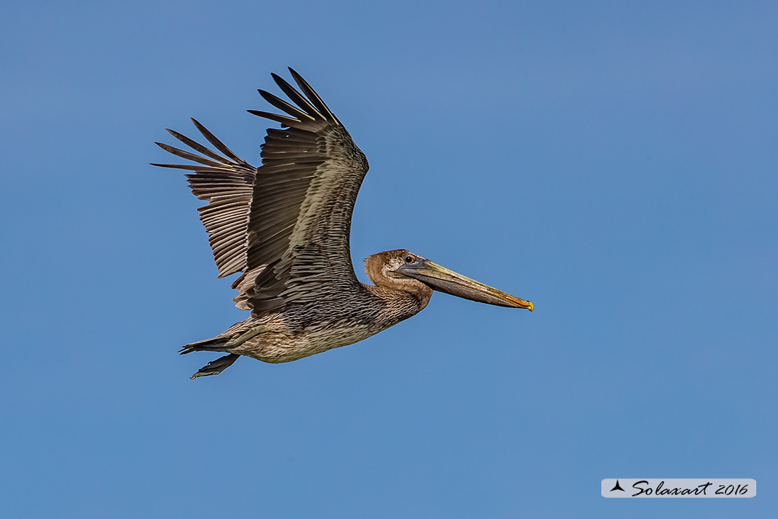 Pelecanus occidentalis :   Pellicano bruno ;   Brown pelican 