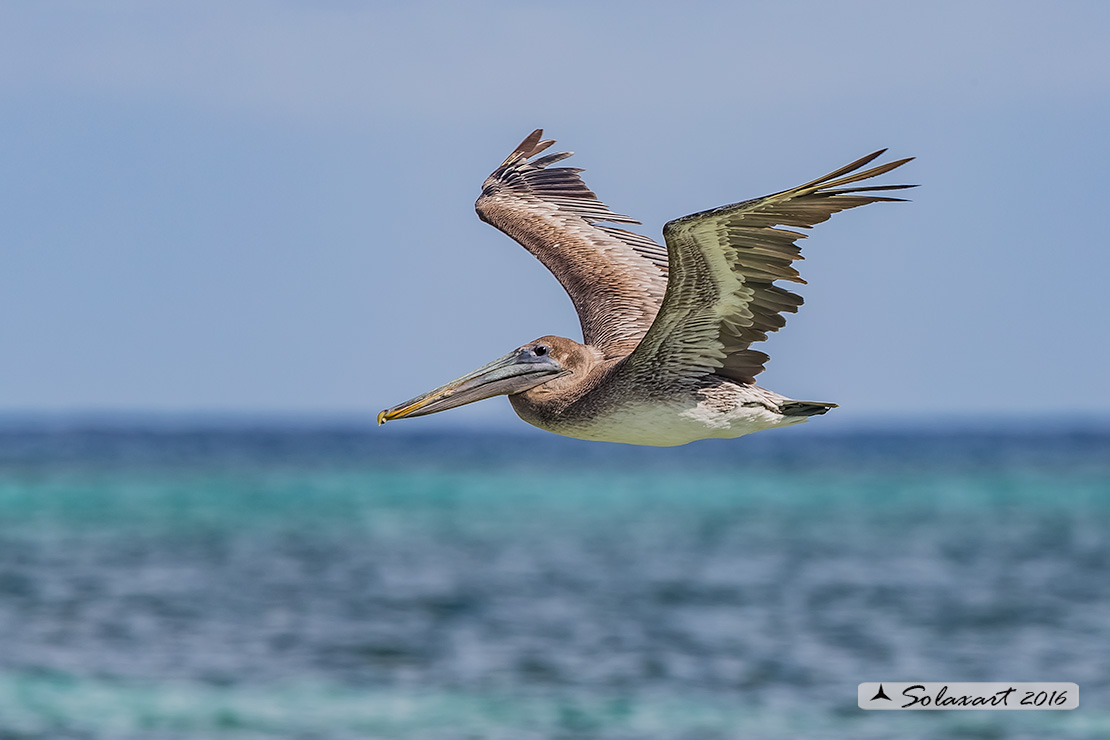Pelecanus occidentalis :   Pellicano bruno ;   Brown pelican 