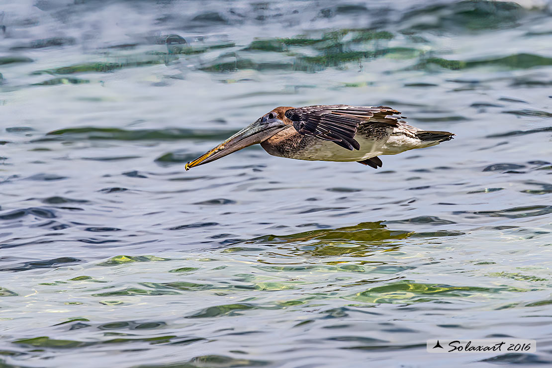 Pelecanus occidentalis :   Pellicano bruno ;   Brown pelican 