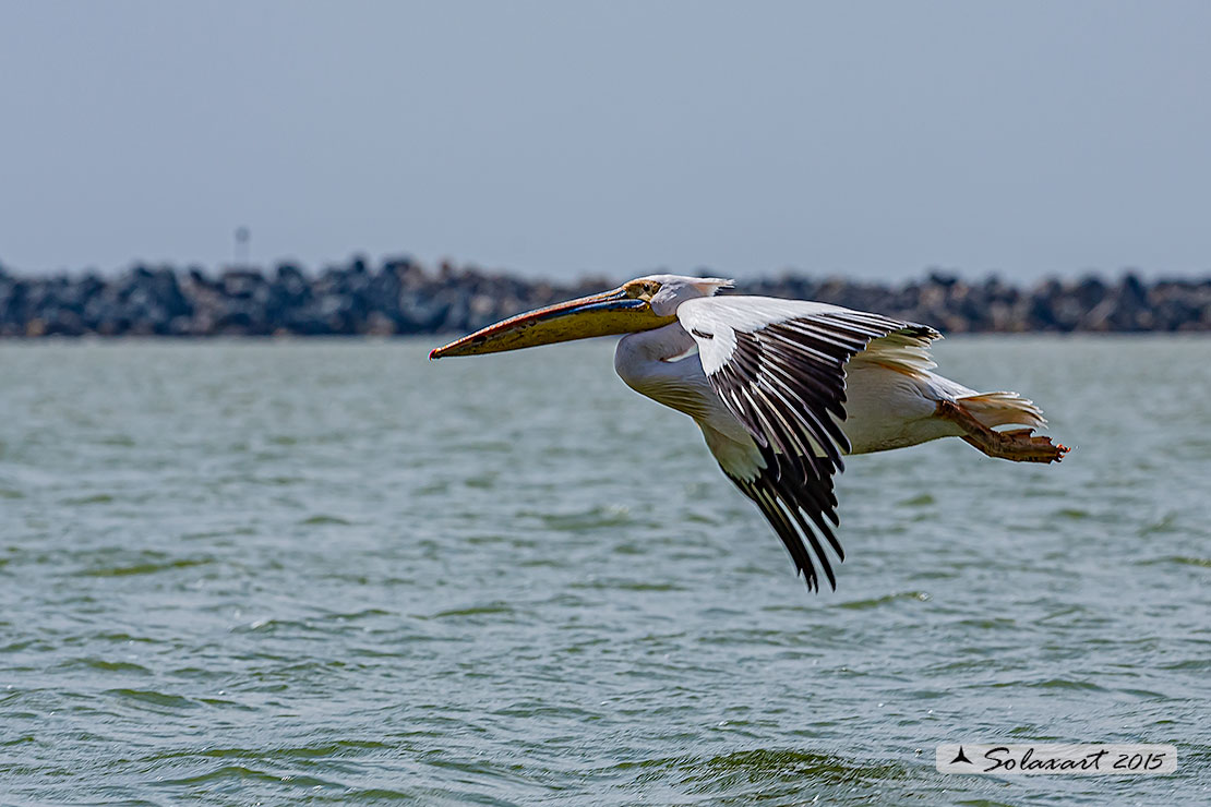 Pelecanus onocrotalus:  Pellicano bianco ; Great white pelican