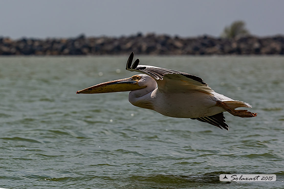 Pelecanus onocrotalus:  Pellicano bianco ; Great white pelican