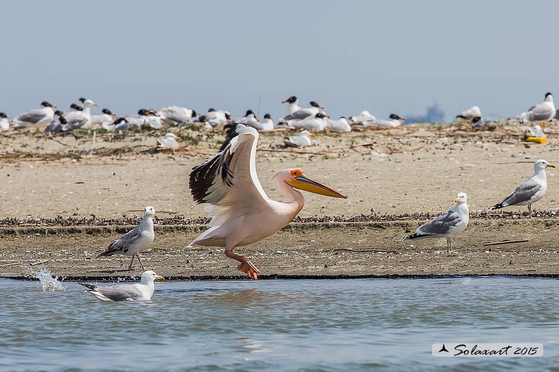 Pelecanus onocrotalus:  Pellicano bianco ; Great white pelican