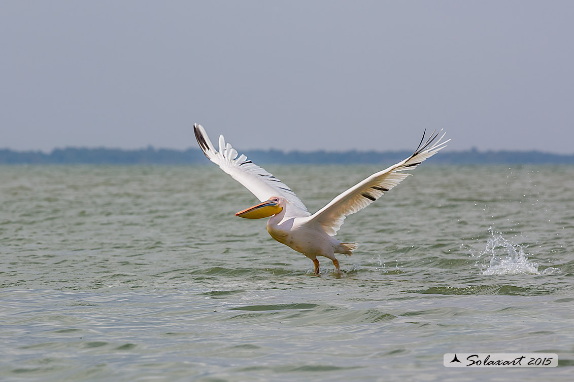 Pelecanus onocrotalus:  Pellicano bianco ; Great white pelican