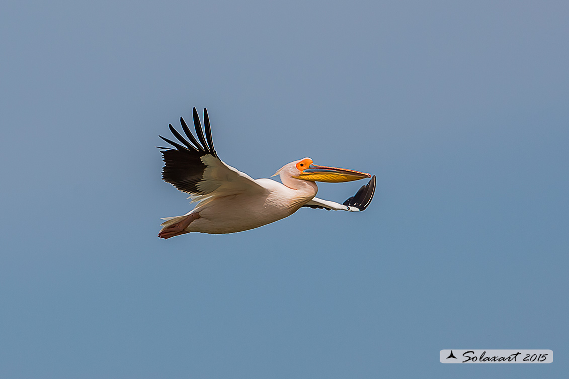 Pelecanus onocrotalus:  Pellicano bianco ; Great white pelican