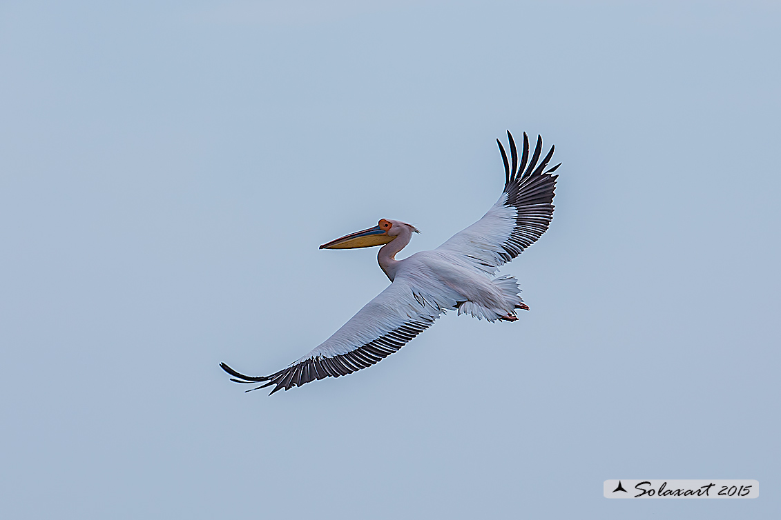 Pelecanus onocrotalus:  Pellicano bianco ; Great white pelican