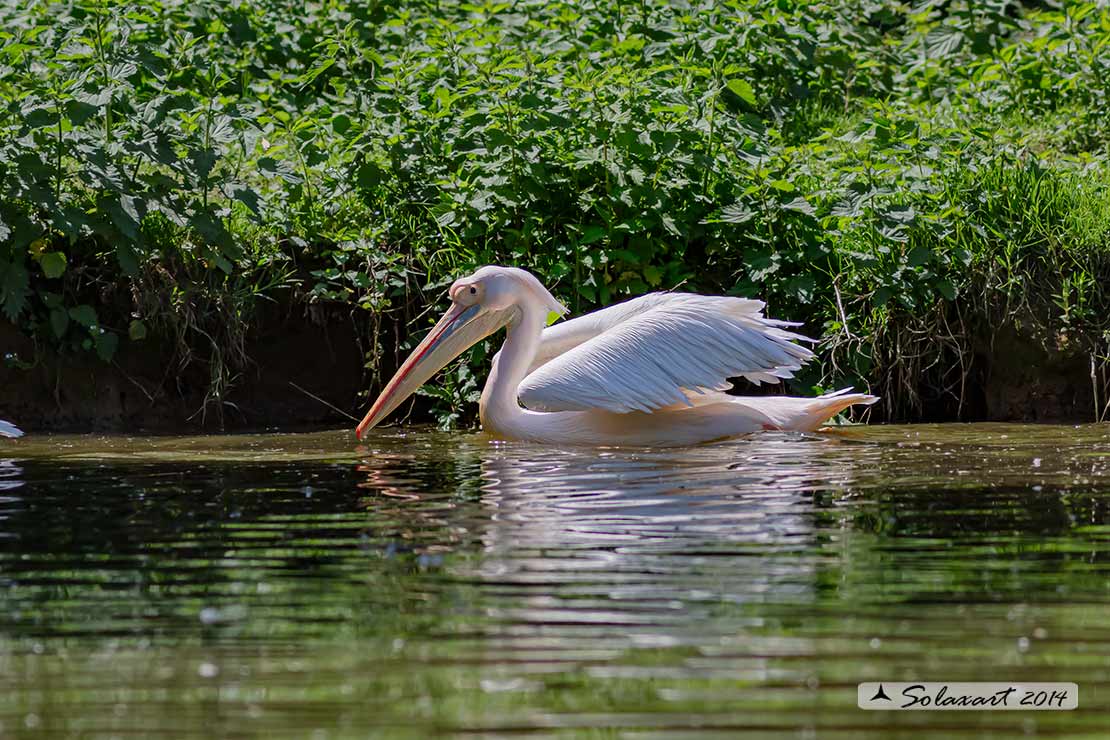 Pelecanus onocrotalus:  Pellicano bianco ; Great white pelican