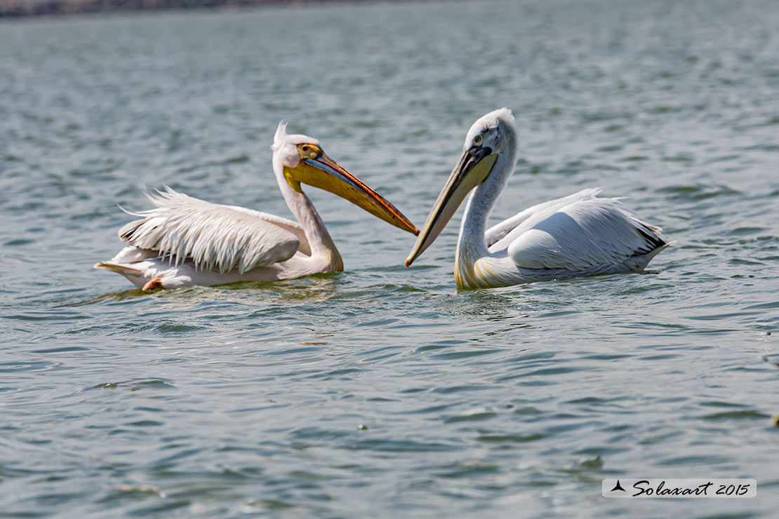 Pelecanus onocrotalus:  Pellicano bianco ; Great white pelican