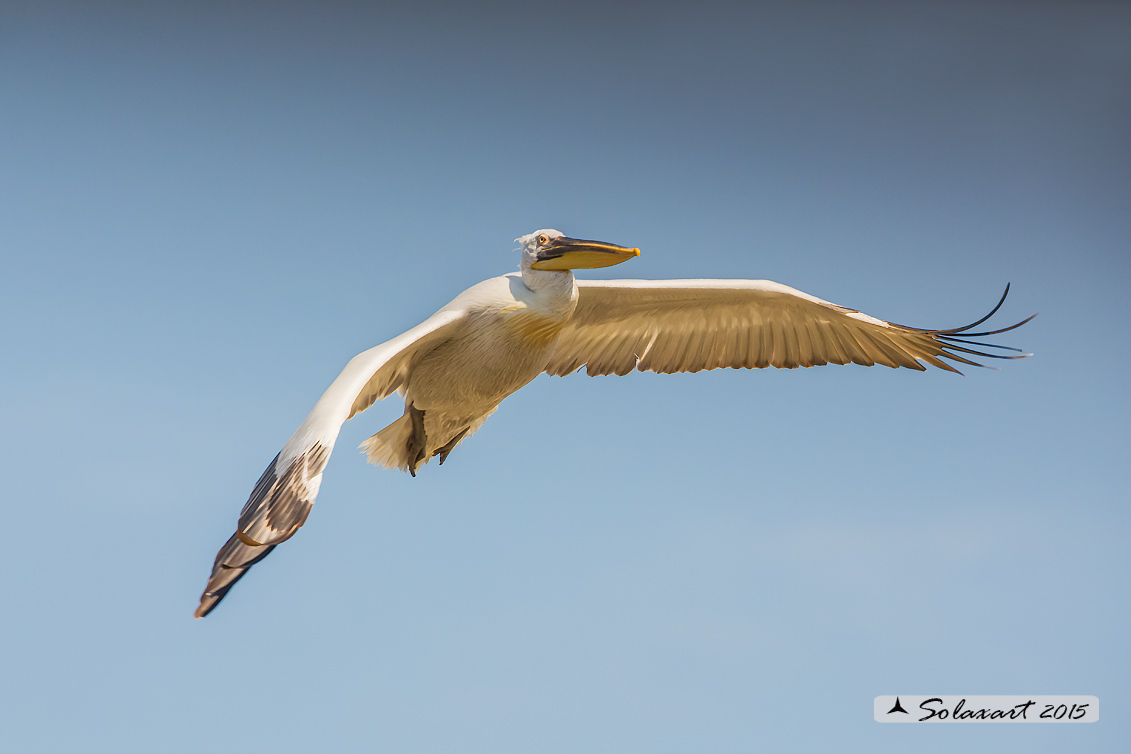 Pelecanus crispus: Pellicano riccio ; Dalmatian pelican