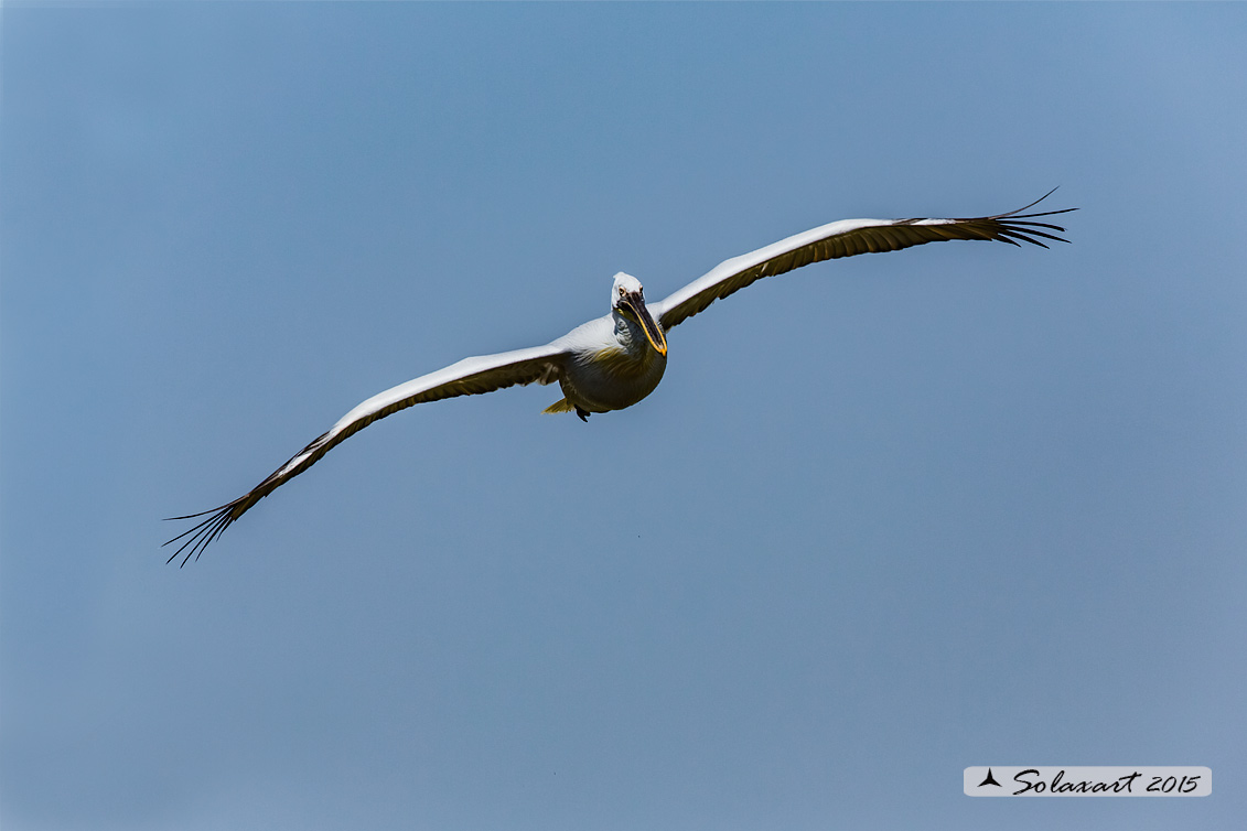 Pelecanus crispus: Pellicano riccio ; Dalmatian pelican