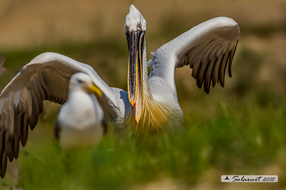 Pelecanus crispus: Pellicano riccio ; Dalmatian pelican