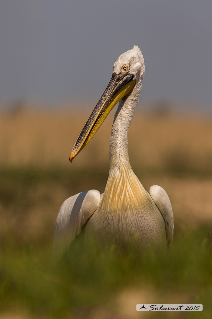 Pelecanus crispus: Pellicano riccio ; Dalmatian pelican