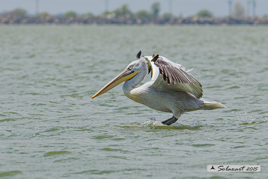 Pelecanus crispus: Pellicano riccio ; Dalmatian pelican