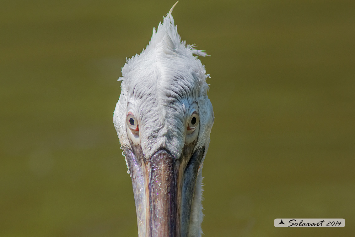 Pelecanus crispus: Pellicano riccio ; Dalmatian pelican