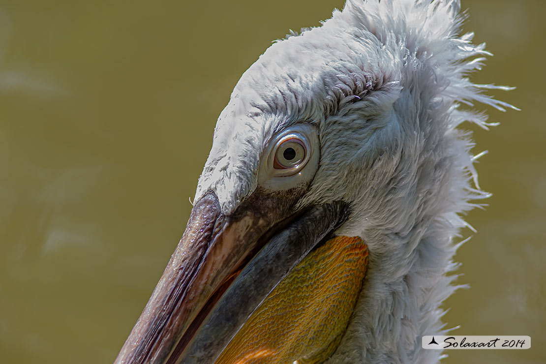 Pelecanus crispus: Pellicano riccio ; Dalmatian pelican