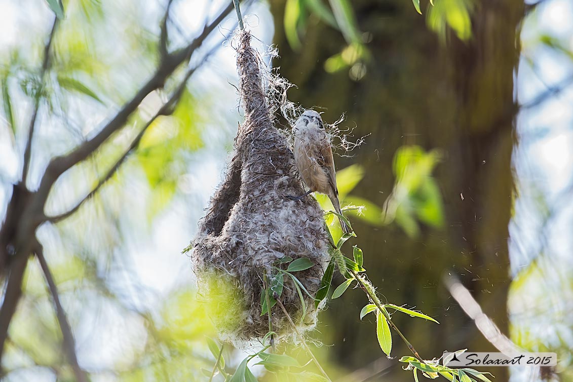 Remiz pendulinus:  Pendolino;  Penduline tit