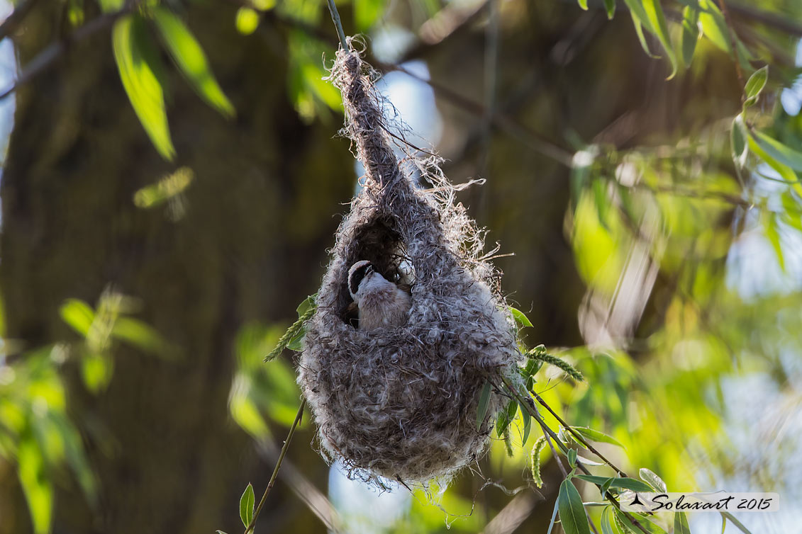 Remiz pendulinus:  Pendolino;  Penduline tit