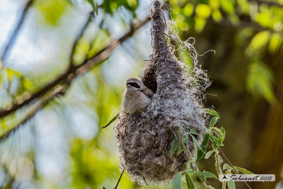 Remiz pendulinus:  Pendolino;  Penduline tit