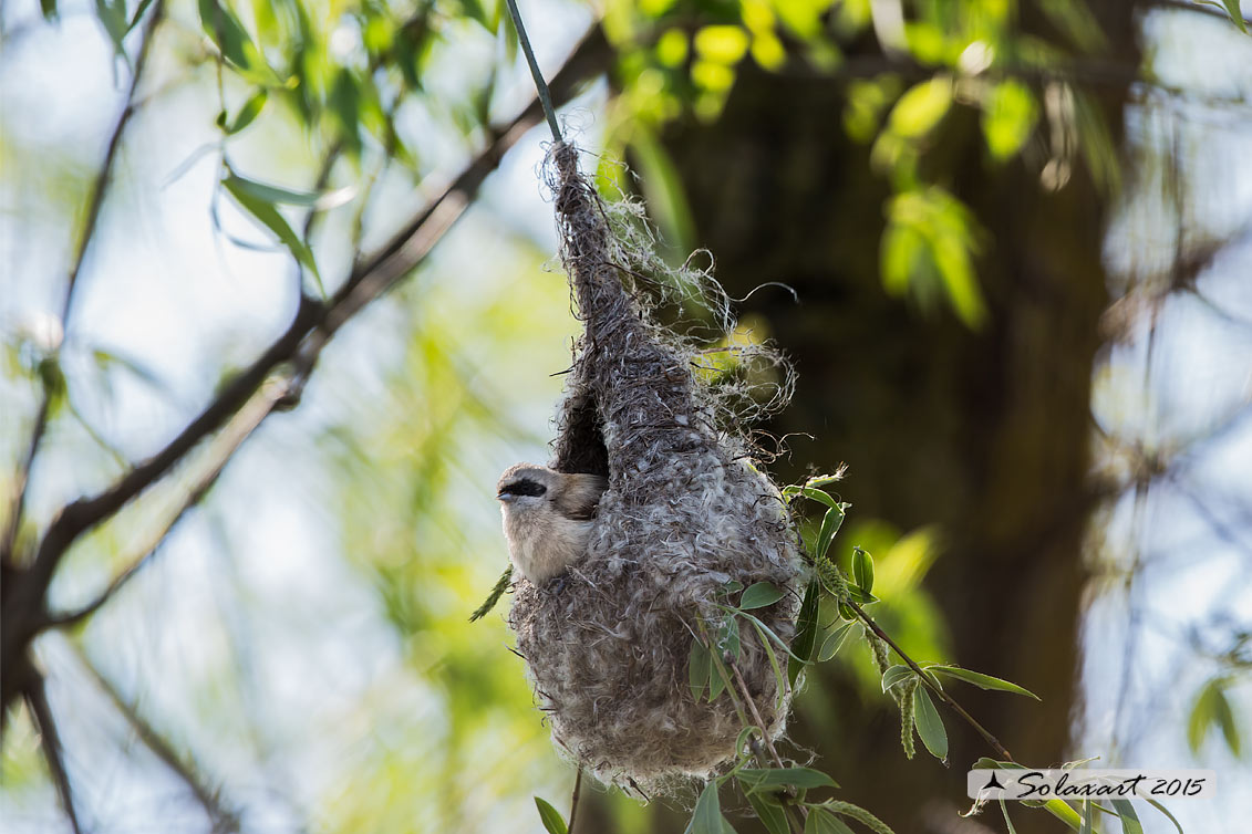 Remiz pendulinus:  Pendolino;  Penduline tit