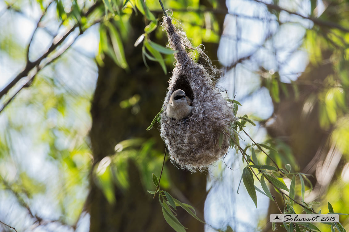 Remiz pendulinus:  Pendolino;  Penduline tit