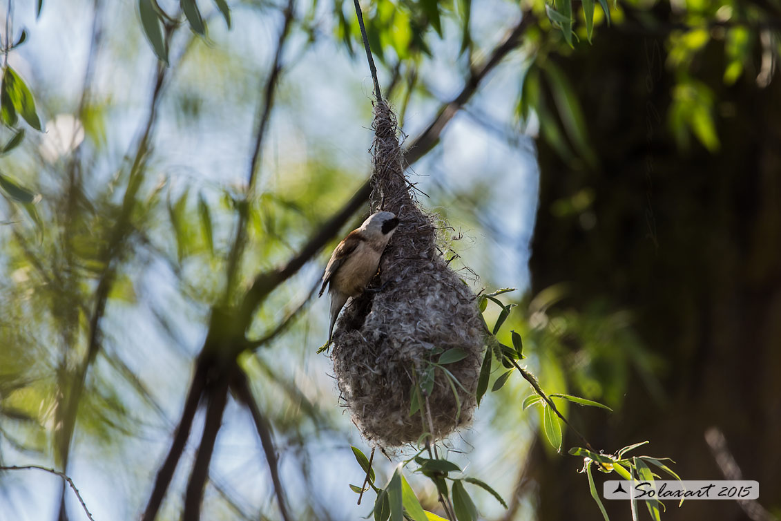 Remiz pendulinus:  Pendolino;  Penduline tit