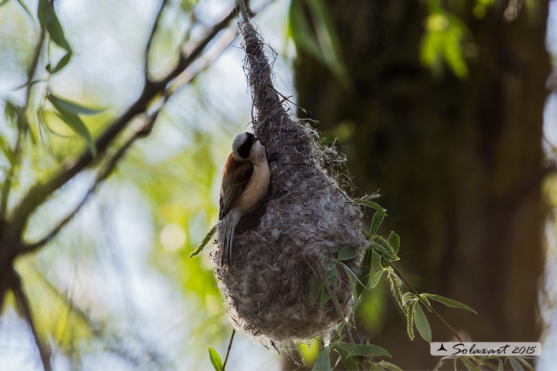 Remiz pendulinus:  Pendolino;  Penduline tit