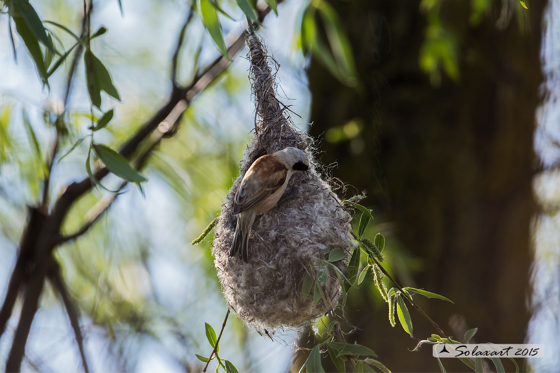 Remiz pendulinus:  Pendolino;  Penduline tit