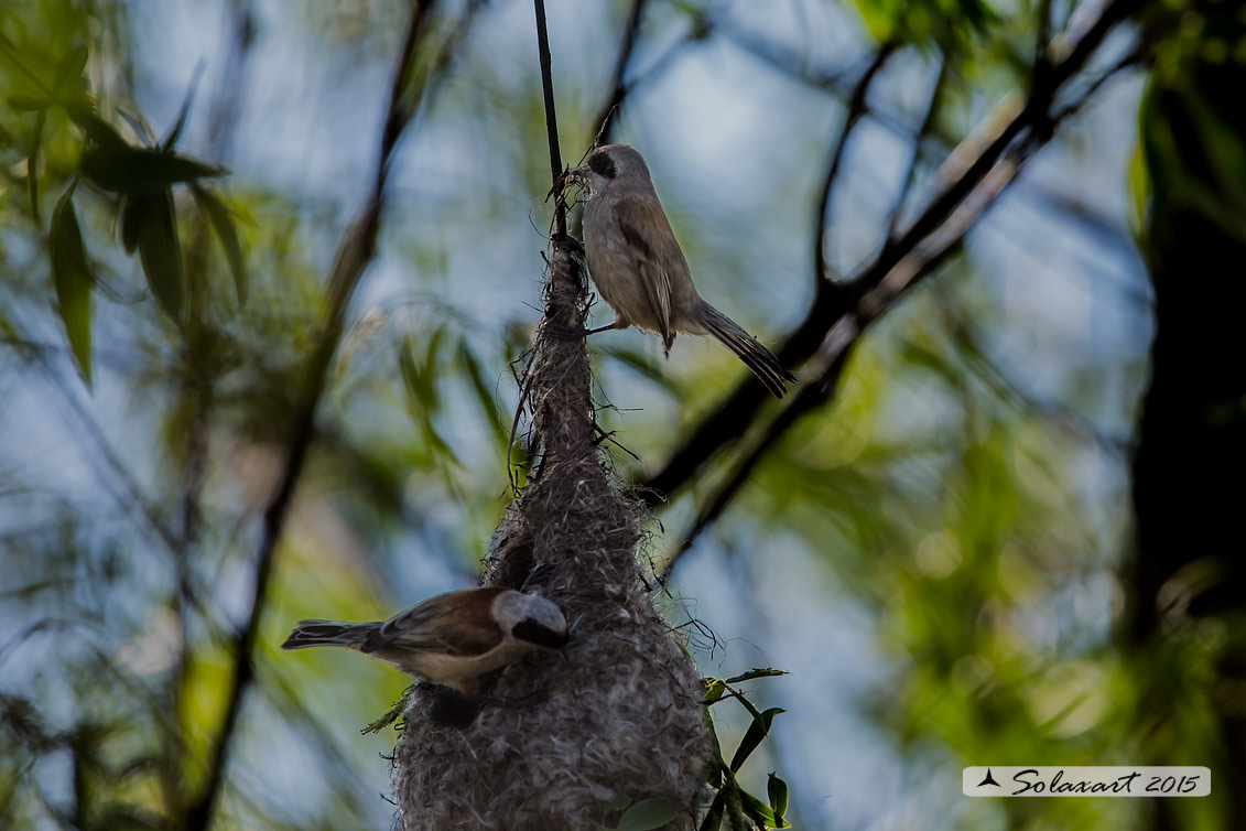 Remiz pendulinus:  Pendolino;  Penduline tit