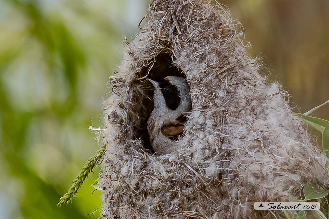 Remiz pendulinus:  Pendolino;  Penduline tit