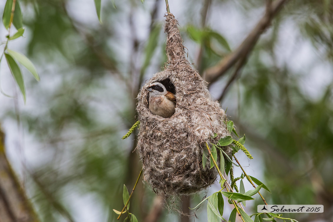 Remiz pendulinus:  Pendolino;  Penduline tit