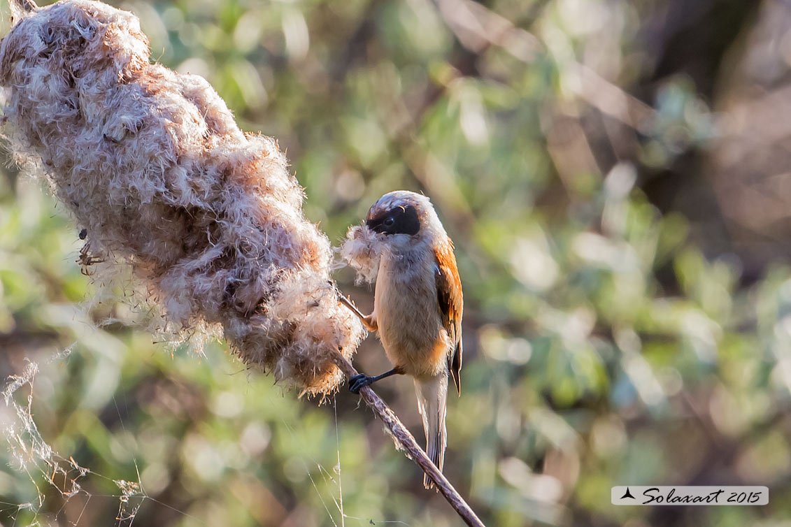 Remiz pendulinus:  Pendolino;  Penduline tit